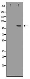 POLH Antibody