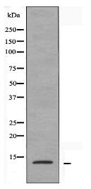 RPS20 Antibody