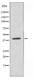 ISL2 Antibody