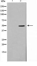 Thrombin Receptor Antibody