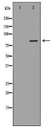 JUP Antibody