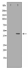 NEUROD1 Antibody