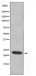 RPS9 Antibody