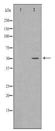 KLF5 Antibody