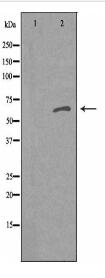 RFTN1 Antibody