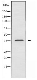 OR5M9 Antibody