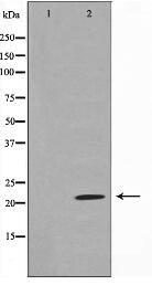 Claudin 7 Antibody