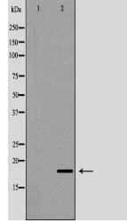 PIN1 Antibody