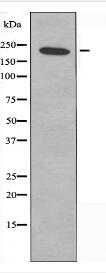 NUMA1 Antibody