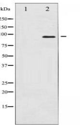 FKHRL1 Antibody