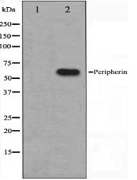 Peripherin Antibody