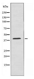 U12 Antibody