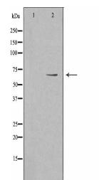 PWWP2B Antibody