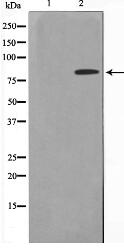 ZNF225 Antibody