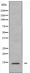 NUTF2 Antibody