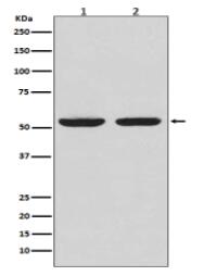 Caspase-8 Antibody