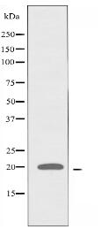 TCEAL1 Antibody