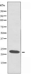 RPL18 Antibody