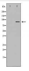 ITGB5 Antibody