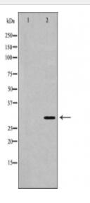 MMP7 Antibody