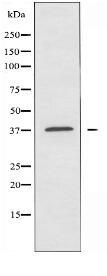 TAS2R49 Antibody