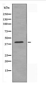 TSSK4 Antibody