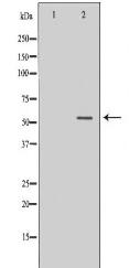 PTBP1 Antibody