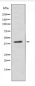 TISD Antibody