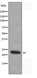 TNFSF9 Antibody