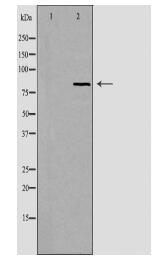 RBAK Antibody