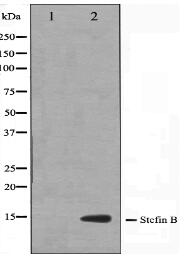 CSTB Antibody