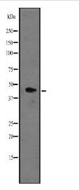 MT-CYB Antibody