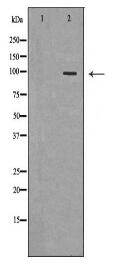 TTK Antibody