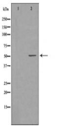 MMP8 Antibody