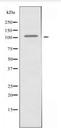 KSR2 Antibody