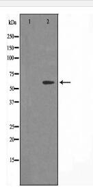 NXF3 Antibody