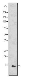 MCP-1 Antibody