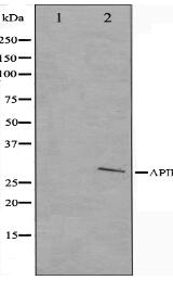 APAF1 Antibody