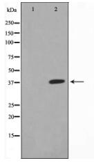 JunB Antibody