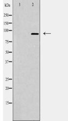 NUP93 Antibody