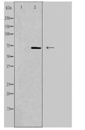 PLA2G4C Antibody