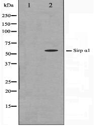 SHPS1 Antibody