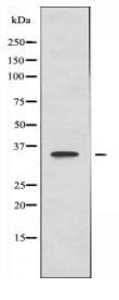 MRPL44 Antibody