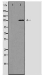 LIG4 Antibody