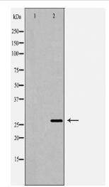 PRSS1 Antibody