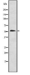 GABAA R alpha1 Antibody