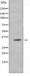 OR13H1 Antibody