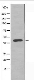 P2RY8 Antibody