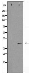 PHB Antibody