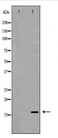 IL13 Antibody